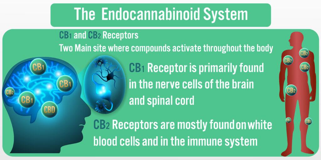 The Human body Endocannabinoid System