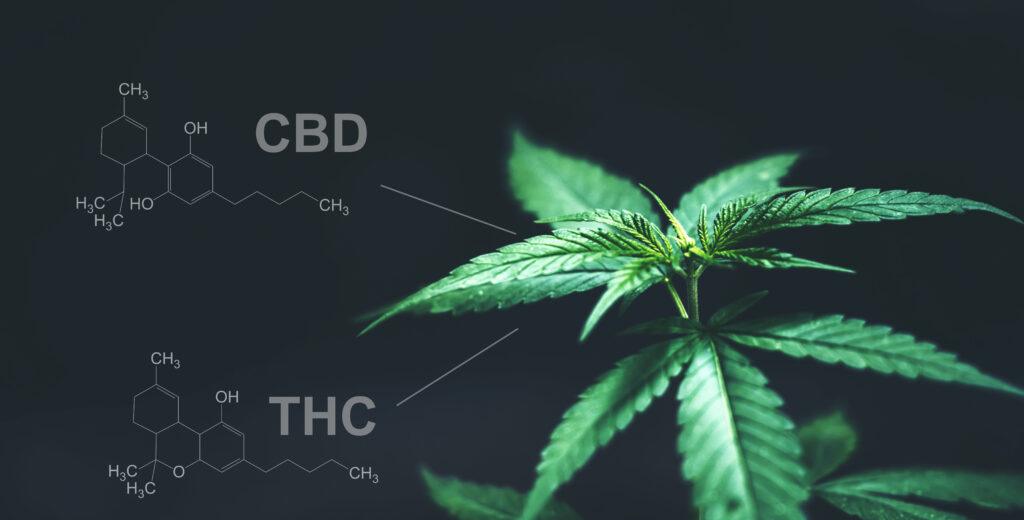 Marijuana leaves with CBD/THC chemical structure.